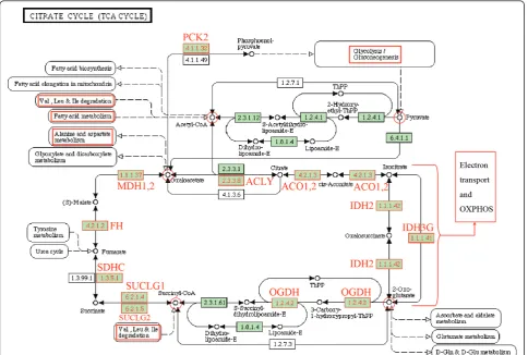 Figure 4 Coordinately up-regulated TCA cycle genes in CD8+ T cells from the VIR group (VIR versus LTNP) illustrated in TCA cyclepathway from Kyoto Encyclopedia of Genes and Genomes (KEGG; http://www.genome.jp/kegg/)