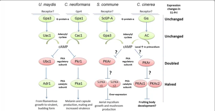 Figure 5 The cAMP signaling pathway and morphogenesis in four selected basidiomycetes