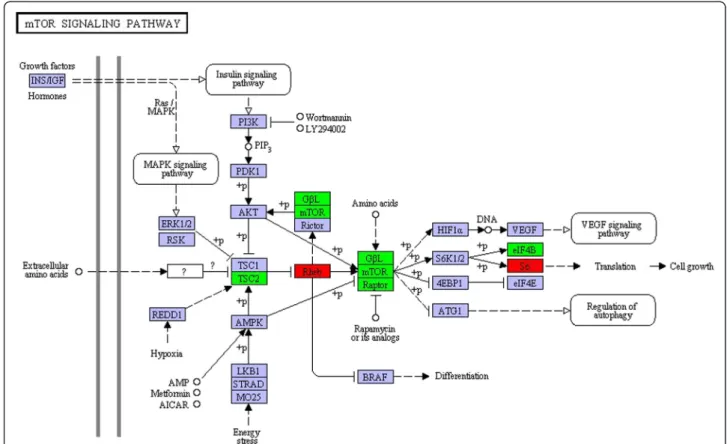 Figure 6 The mTOR signaling pathway in KEGG pathway analysis. The mTOR signaling pathway is among the S1-Pri-up-regulated pathways in KEGG analysis