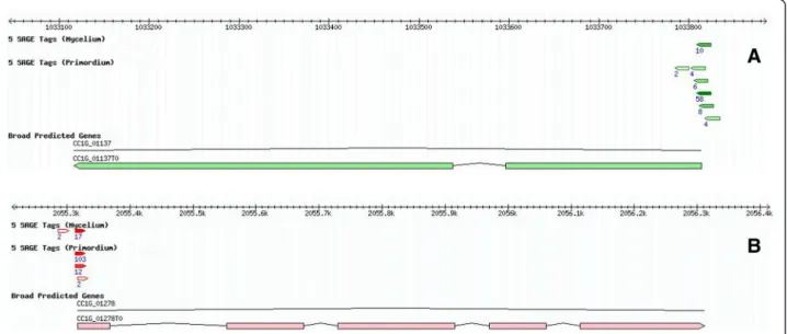 Figure 1 Alternative transcription start sites (TSSs). Mapping of 5 0 -SAGE tags to (A) Gene CC1G_01137 encoding dimethylribityllumazine synthase and (B) Gene CC1G_01278 encoding proteasome subunit beta type 6