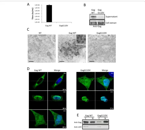 Figure 1 Characterization of the GagG110V mutanttransfected cells with GagWT or GagG110V and analyzed, 24 h post-transfection, by confocal microscopy following indirect immunofluorescenceusing rabbit polyclonal anti-PFV