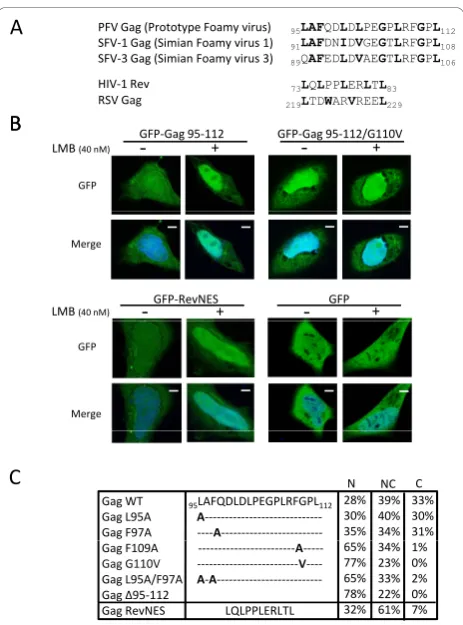 Figure 2 Identification of a functional NES in PFV Gag.(A) Sequence alignment of a N-terminal region within Gag proteinof primate foamy viruses