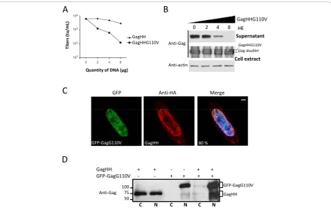 Figure 3 Dominant-negative properties of the GagG110V mutant. (A) Virus titers. Viral particles were produced in the supernatant of 293Tcells transfected with the four-plasmid PFV vector system in the presence of increasing amounts of GagHH or GagHHG110V