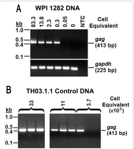 Figure 2 Sensitivity of nested PCR for XMRVXMRVgenomic DNA were run on a 1.5% agarose gel to show thesensitivity of the assay.Template Control