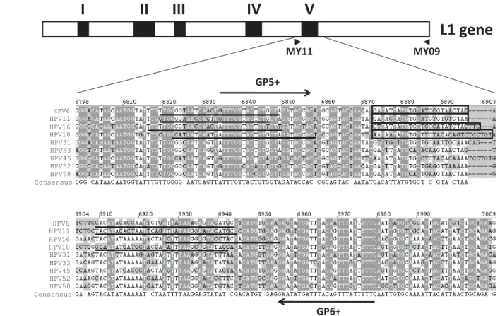 Figure 2 Sequence and location of HPV type-specific L1 primers used for qPCR. The top line represents a schematic diagram of the HPV L1 gene