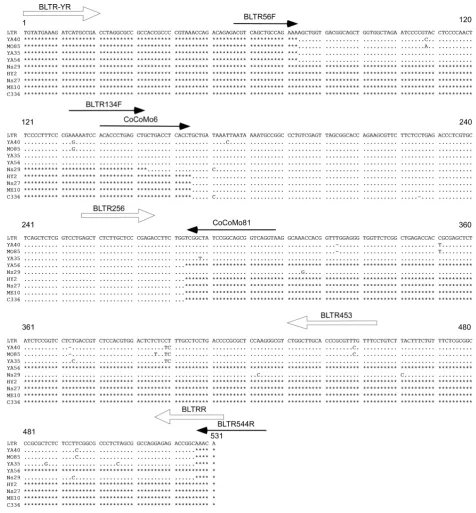 Figure 8 Alignment of BLV LTR nucleotide sequences in samples that were positive by BLV-CoCoMo-qPCR but negative by nestedPCR