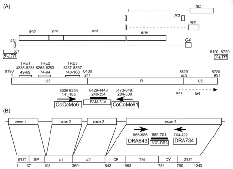 Figure 1 The position, length and orientation of primers and probes used in the bovine leukemia virus (BLV)-CoCoMo-qPCR methodgene (upper) and its cDNA clone MR1 [DDBJ: D37956] (lower)