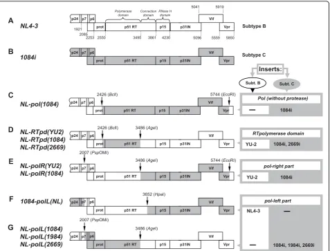 Figure 2 Generation of recombinant HIV-1 proviral clones comprising fragments of pol gene from subtype B and C isolates