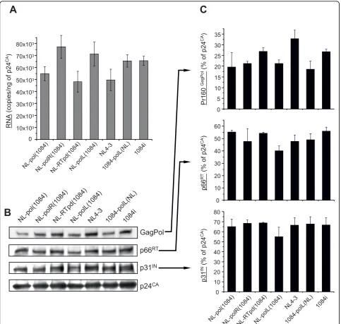 Figure 4 Recombinant viruses containing the Gag and Pol domains from HIV-1 subtypes B and C do not have differences in RNAsample.transcription with oligo-dT primer and then to quantitative real-time PCR with the primer set specific for positive-strand HIV-