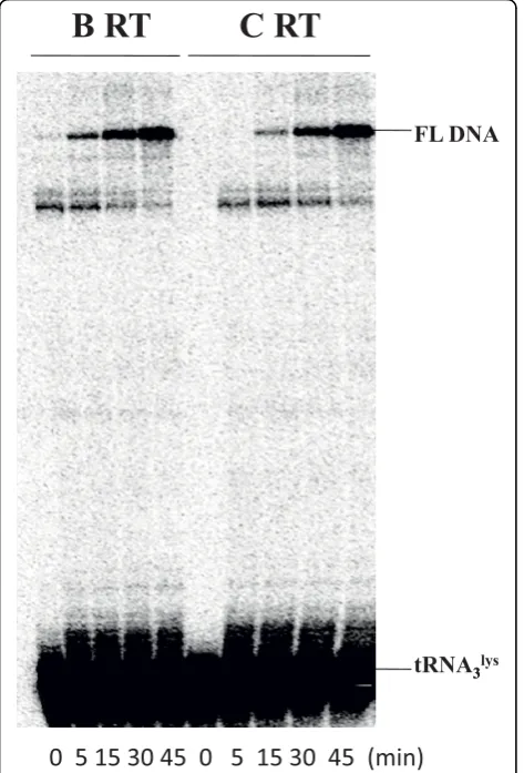 Figure 2 Efficiency of tRNAcell-free assays1 subtype B and subtype C wild-type RTs were compared in timecourse experiments using 5different time points during a period of 45 min