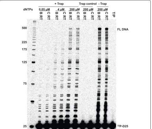 Figure 4 Processivity assay using a heteropolymeric HIV PBS RNA templateterminus and annealed to the RNA template at an equimolar ratio