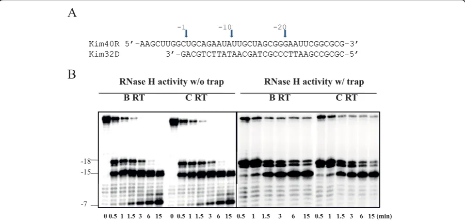 Figure 6 RNase H activity of HIV-1 subtype B and C recombinant wild type RTscleavage in time-course experiments in the absence (left panel) or presence (right panel) of a heparin trap