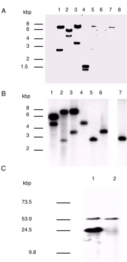 Figure 1vlp11 to 3) and isolate A17 (lanes 4 to 6) and total DNA from isolate A17 (lane 7) were digested with HindIII (lane 1 and 4), EcoRI(lane 2, 5, and 7), XbaI (lane 3 and 6), and treated as described above