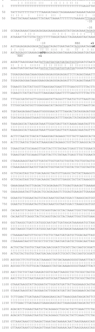 Figure 2Ungapped DNA sequence alignment of the two forms of vlp1found in the bottom row sequence is italicised