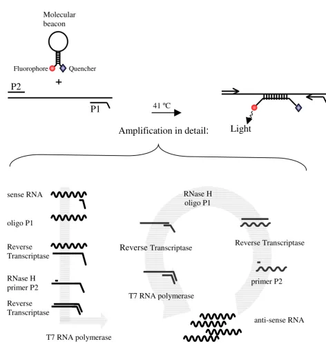 Figure 1NASBA amplification reaction NASBA amplification reaction with the P1 (anti-sense) – P2 (sense) oligonucleotide primerset