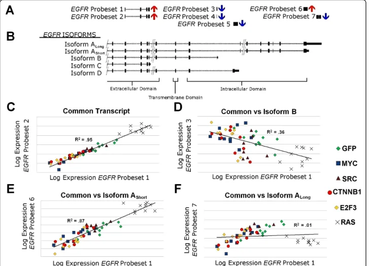 Figure 3 HRAS over-expression causes isoform specific regulation of Epidermal Growth Factor Receptor (EGFR) in human mammary epithelial cells