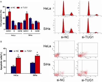 Figure 2. Inhibition of lncRNA TUG1 inhibits cervical cancer cell proliferation. A. qRT-PCR showing the expression of TUG1 in si-TUG1 transfected HeLa and SiHa cells was decreased compared with control cells (si-NC)