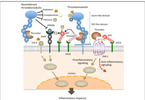 Fig. 1 Anti-inflammatory effects of thrombomodulin. The thrombin–thrombomodulin complex activates protein C on the surface of endothelialcells, and this activation is facilitated by endothelial protein C receptor (EPCR)