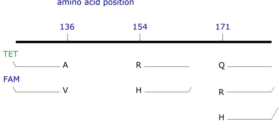 Table 1: ARMS primers used to type the ovine PRNP