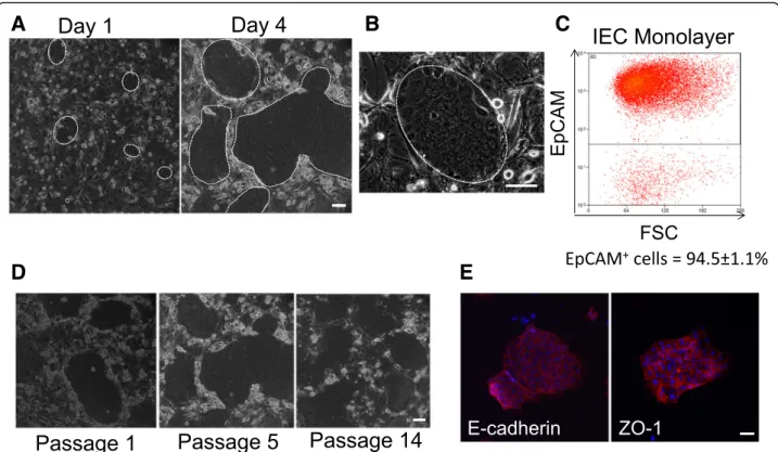 Fig. 1 Mouse small intestinal epithelial cells divide and maintain morphology with passage and express epithelial cell markers when cultured under modified conditional reprogramming conditions