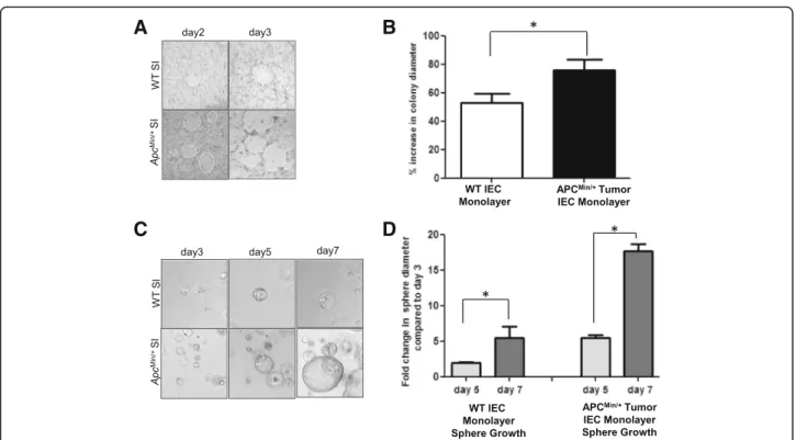 Fig. 5 Mouse Apc Min/+ tumor IEC monolayers retain functional characteristics of intestinal epithelium