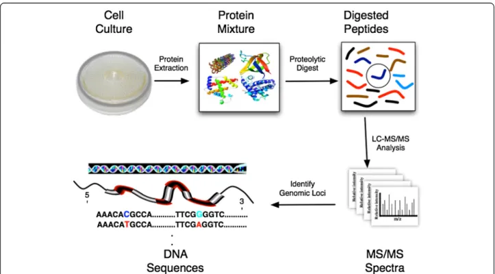 Figure 1 Overview of bottom-up proteomics and proteogenomic mapping. After cell lysis, proteins are extracted from a biological sample and are proteolytically digested into peptides
