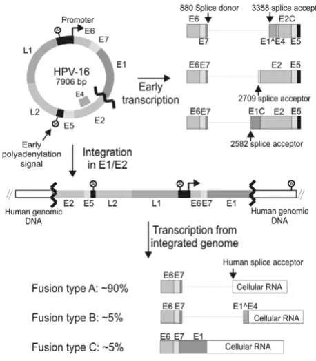 Figure 1HPV-16 integrations during oncogenesisHPV-16 integrations during oncogenesis. In normal HPV-16 infections the HPV-16 genome is present as an epi-some