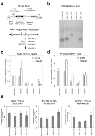 Figure 2Effects of HPV-16 sequences on the steady state level of GUS mRNA and GUS proteinEffects of HPV-16 sequences on the steady state level of GUS mRNA and GUS protein