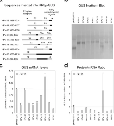Figure 4Effects of HPV 3' early regions on the steady state level of GUS mRNA and GUS proteinreporter mRNA was evaluated by calculation of the ratio between the steady state levels of GUS protein to GUS mRNAs (not normalized for PURO)