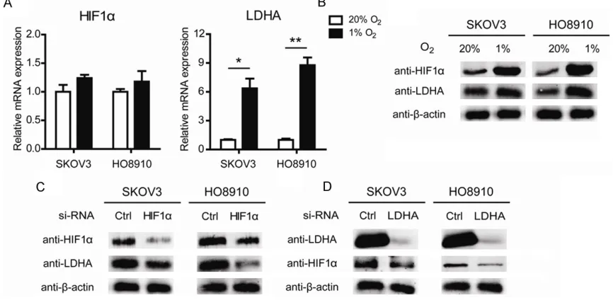 Figure 3. LDHA is a feedback activator of HIF-1α. The mRNA (A) and protein level (B) of HIF-1α and LDHA was mea-sured under hypoxia
