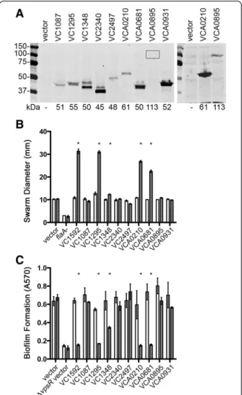 Figure 2 Ectopic over-expression of HD-GYP genes in V.