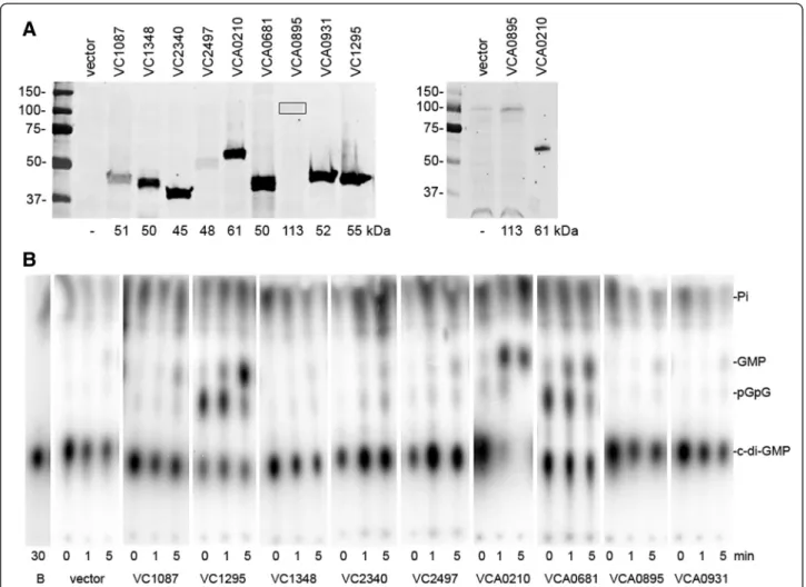 Figure 3 Heterologous expression of HD-GYP genes in E. coli. Each gene encoding a putative HD-GYP domain protein, tagged with a 6-histidine sequence at the 3 ′ end, was expressed ectopically in E