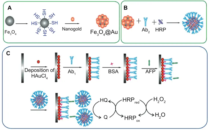 Figure 1 schematic representation of the preparation of (Abbreviations:A) Fe3O4/Au, (B) Fe3O4/Au-hrP-Ab2, and (C) immunosensor