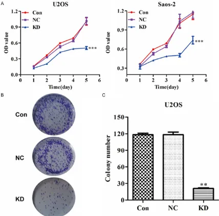 Figure 2. CDC5L silencing significantly impaired cell viability and colony formation ability in osteosarcoma cells