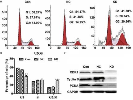 Figure 3. CDC5L silencing significantly induced cell cycle arrest at G2/M phase in osteosarcoma cells