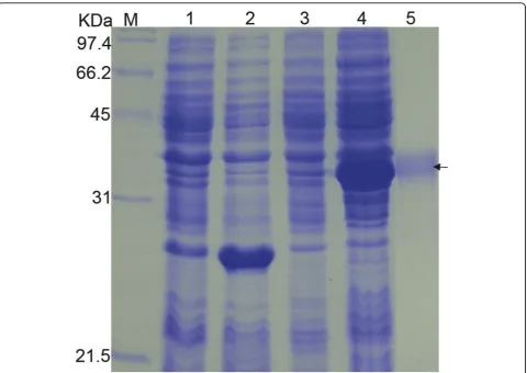 Figure 1 Expression and purification of the tgK protein. M represented standard protein molecular weight markers