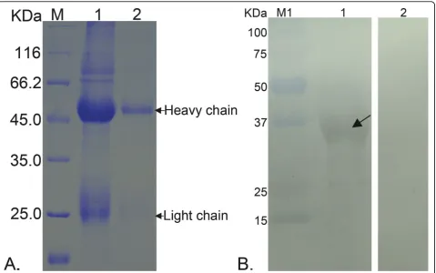 Figure 2 Purification of the rabbit anti-tgK polyclonal antibody and Western blot assay