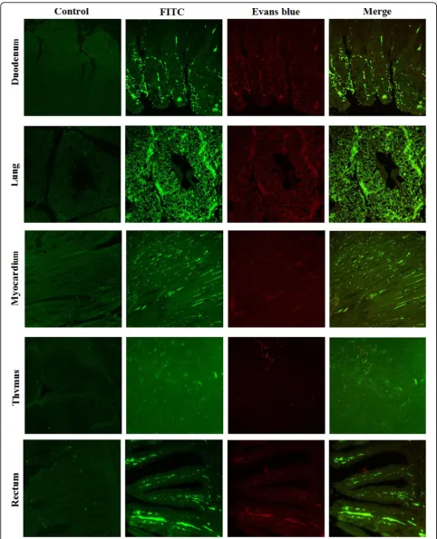 Figure 4 Indirect immunofluorescent microscopy was used to monitor the DEV antigen distribution in duodenum, lung, myocardium,thymus and rectum of the infected ducks