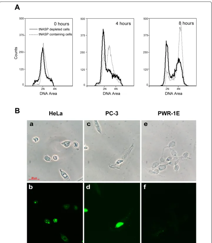 Figure 6 tNASP depleted cells slow their progression through the cell cycle and develop apoptosis markers