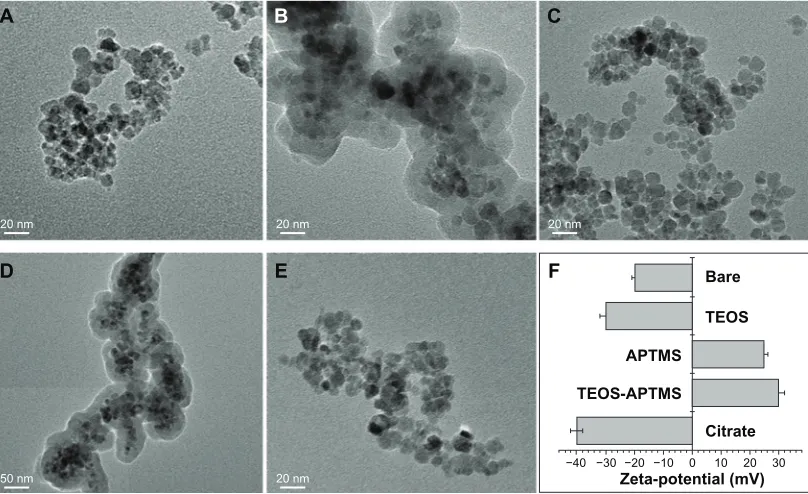 Figure 1 Physicochemical characterization of sPIONs tested. TeM images of bare sPIONs (citrate (Note:Abbreviations:A) and SPIONs modified with TEOS (B), APTMs (C), TeOs-APTMs (D), or E), along with the zeta-potentials (F) of each sPION
