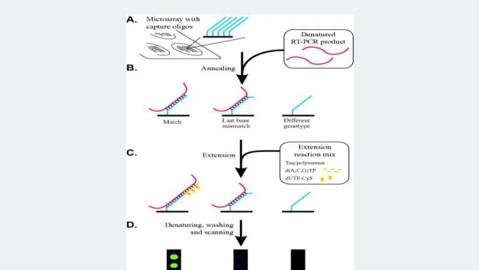 Figure 5: RT-PCR Microarray system 