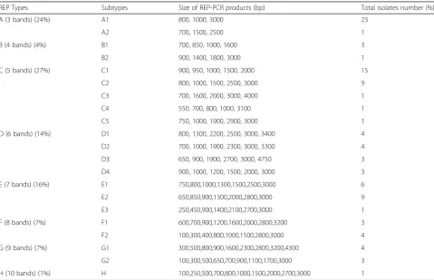 Fig. 1 REP- PCR patterns identified among A. baumannii isolatesexamined in this study