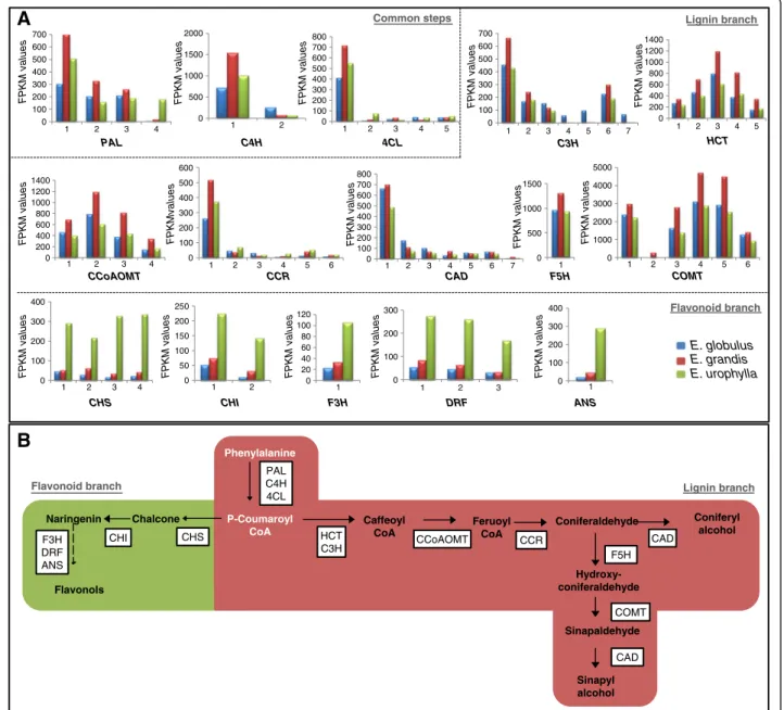 Figure 4 Simplified phenylpropanoid pathway and related genes: A, the expression profiles of selected genes related to the phenylpropanoid pathway