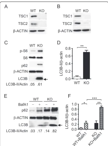 Fig. 1 Loss of TSC1 led to sustained activation of the mTORC1 and to increased auto-phagosome formation