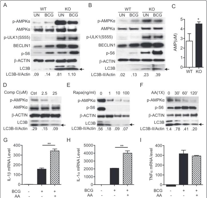 Fig. 4 Increased p-AMPK α contributed to enhanced autophagy in TSC1 KO BMMϕ. TSC1 WT and KO peritoneal macrophages (a) or BMMϕ (b) were left uninfected or infected with BCG at a MOI of 10 for 24 h and Western blot analysis was performed against the indicat