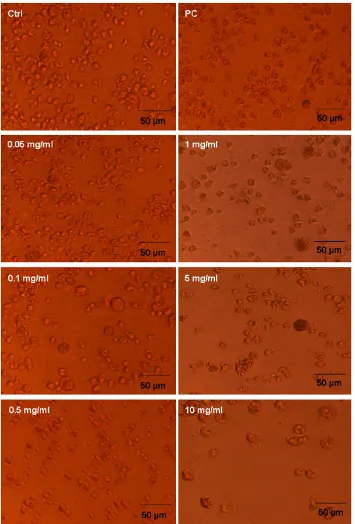 Figure 5centrationsMorphological changes of U-937 Human macrophage cell line after exposure to Crotalus adamanteus venom at different con-Morphological changes of U-937 Human macrophage cell line after exposure to Crotalus adamanteus venom at different con