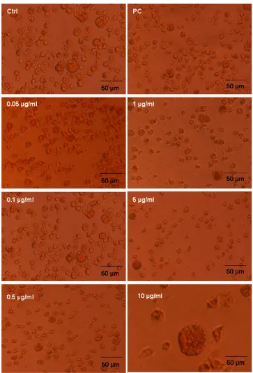 Figure 6mL)Morphological changes of U-937 Human macrophage cell line after exposure to PLA2s at varying concentrations (0.05–10 μg/Morphological changes of U-937 Human macrophage cell line after exposure to PLAs at varying concentrations (0.05–10 μg/