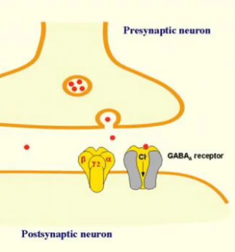 Figure 2: GABA’s role in the synaptic cleft 