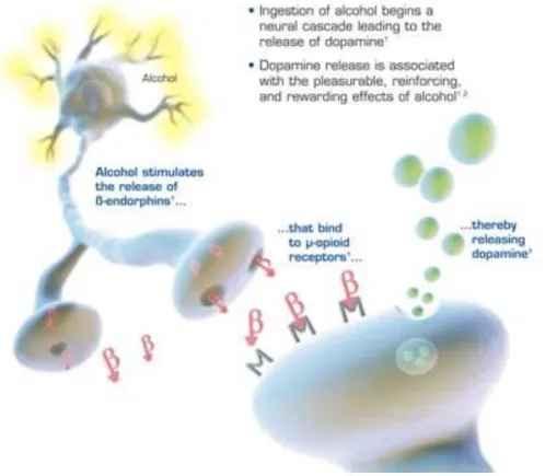 Figure 3: How alcohol releases dopamine  