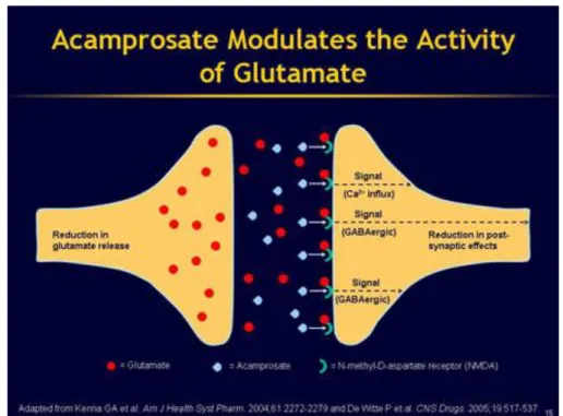 Figure 8: How Acamprosate works 